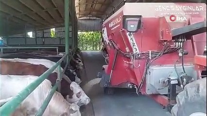 Kurbanlık fiyatları belli oldu