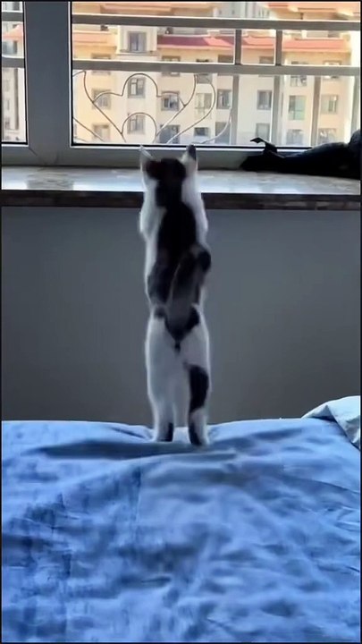 Tu ris, tu perds ! Version chats 😂🐱