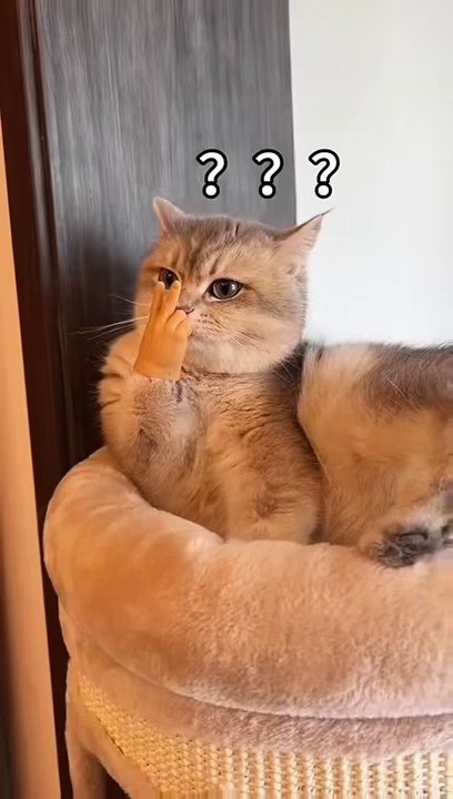 Tu ris, tu perds ! Version chats 😂🐱