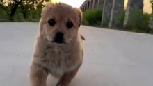 dog running