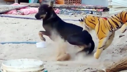 Hilarious Animal Pranks That Will Make You Laugh Nonstop | Funny Pet Moments 2025