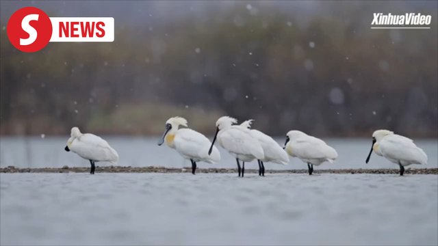 Endangered black-faced spoonbills spotted in snowy Liaoning wetland