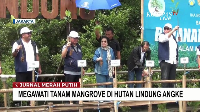 Momen Rano Karno. Pramono Anung, dan Megawati Tanam Mangrove di Hutan Lindung Angke