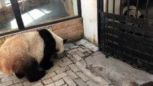 The daily life of pandas 🐼  (25)  #Panda #Lovely