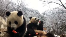 The daily life of pandas 🐼 (27)     #Panda #Lovely