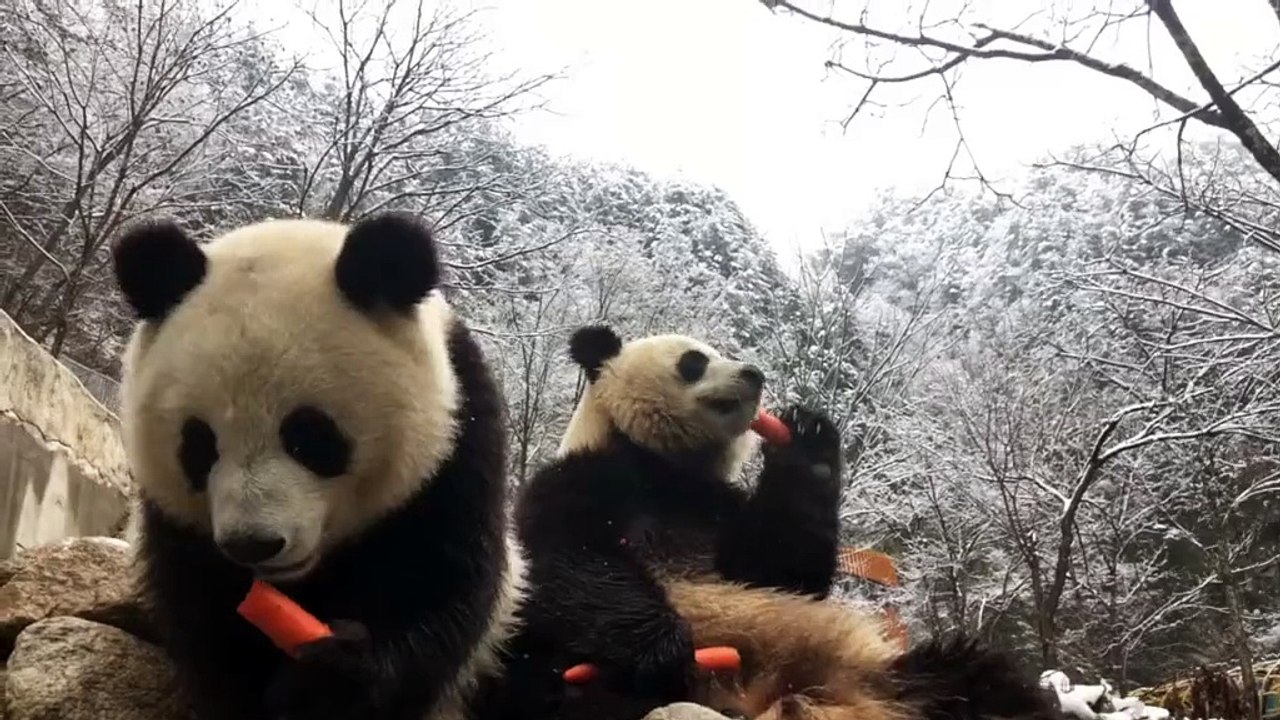 The daily life of pandas 🐼 (27)     #Panda #Lovely