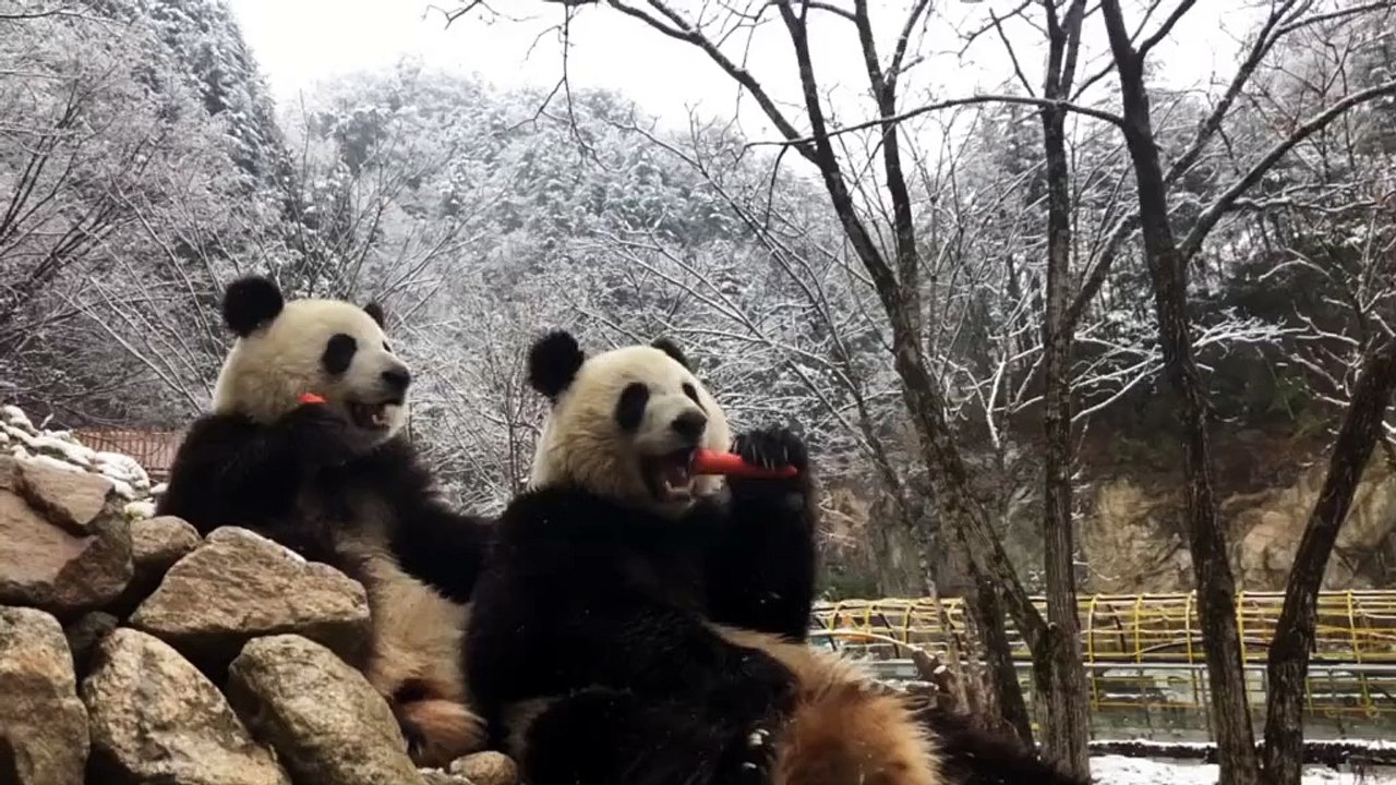 The daily life of pandas 🐼 (26)  #Panda #Lovely