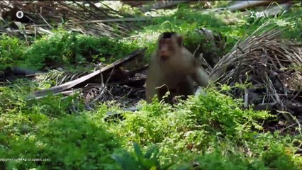 Θηλαστικά - Η Νέα Άγρια Φύση (The New Wild)