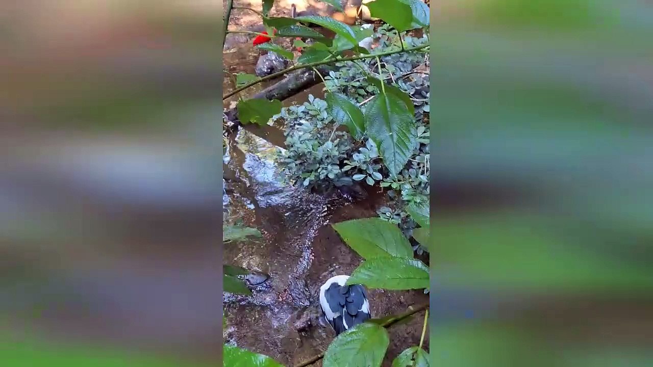 Argentina and Brazil part 2