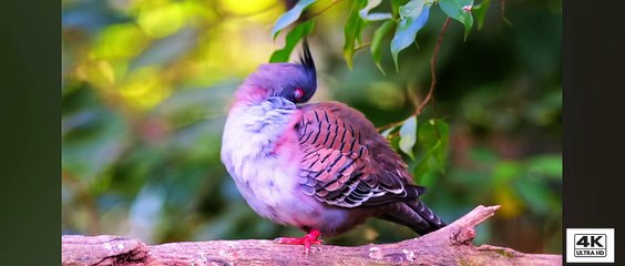 Colorfull Birds 4K #4k #dailymotion #trending
