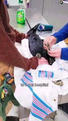 Rescue crow #anmals #shortvideo #shorts #rescue ue