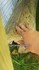 #animals #shorts #shortvideo #cute