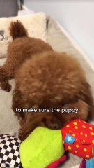 Cute dog #animals #shorts #shortvideo #cute