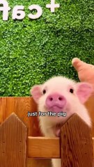 Cute pig #animals #pig #shorts #shortvideo