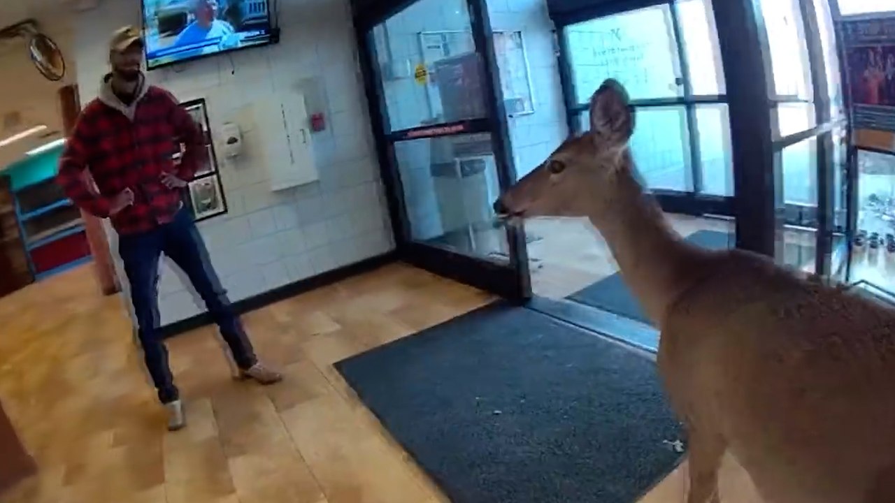 Hirsch wird von der Polizei aus US YMCA begleitet