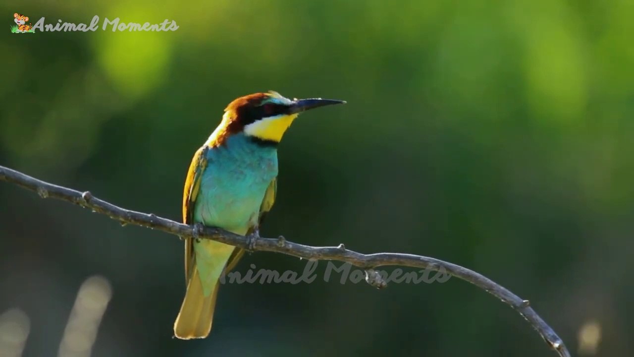 Lovely animals_ chick_ dog_ rabbit_ cat_ pig - Moments of pets(720P_HD)