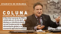 24 de abril é celebrado o Dia Internacional do Milho
