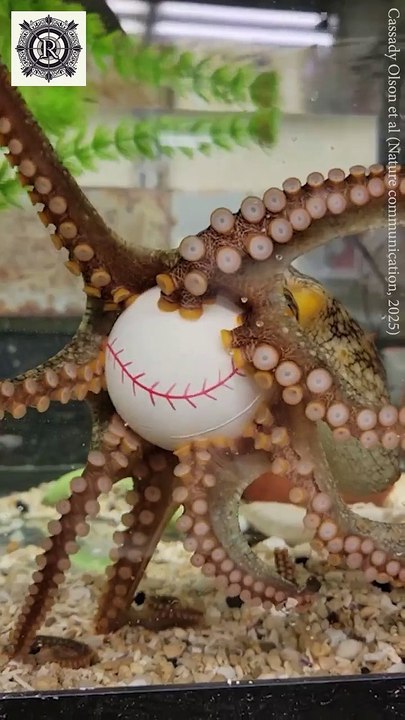 Arms The Octopus's Independent Thinkers