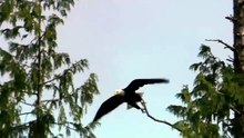 Bald_Headed_Eagle_catches_salmon(480p)