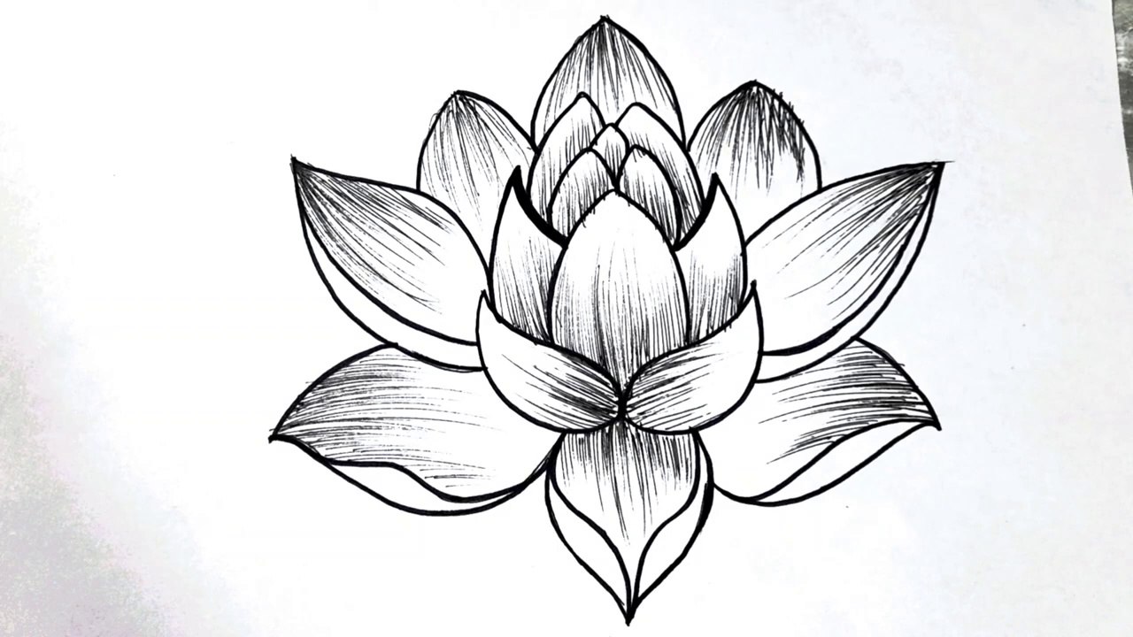 How to draw a flower easy step by step for beginners __ Lotus flower drawing