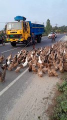 এক ঝাঁক হাঁস সুন্দর দৃশ্য