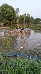 Ducks are swimming in the water