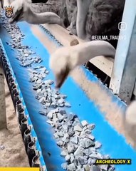 "Nature's Fury: Shocking Animal Attacks Caught on Camera!"