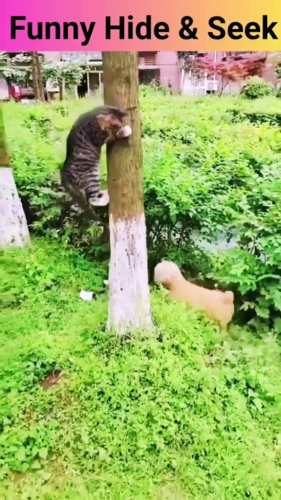 Hilarious Hide & Seek Battle: Cat vs Dog! | Must-See Pet Reactions