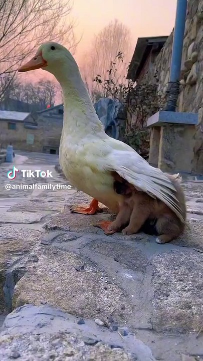 Goose Mother Protects the Baby Dog
