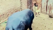 Is bhainse ka Pyar Dekho Apne Malik se
