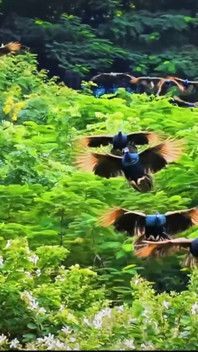 Peacock Farming   How Farmer Make BIG Profits from Raising Peafowls