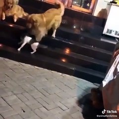 When you ask your Golden to take care of your cat