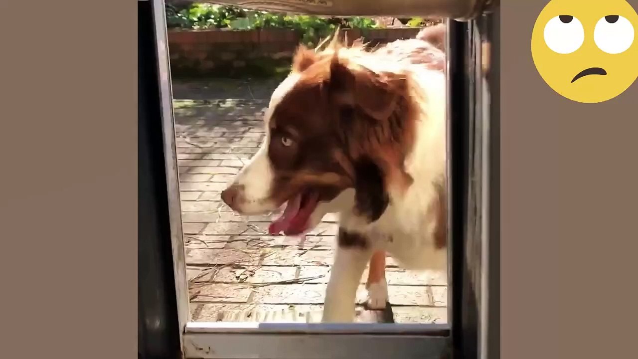 TRY NOT TO LAUGH AT HOME , Best Funny Videos 😂 Memes 2025