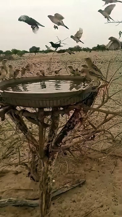 گرمیوں میں پرندوں کے لیے پانی کا ہر جگہ انتظام کریں