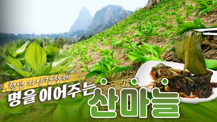 산이 주는 보물, 우리 임산물 숲푸드 – 2편 산마늘 / YTN