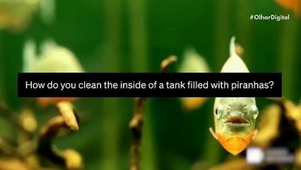 Gentileza gera gentileza… e dano ambiental No caso da IA, parece que sim