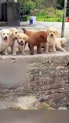 Eight puppies are excited and happy to see their master go home
