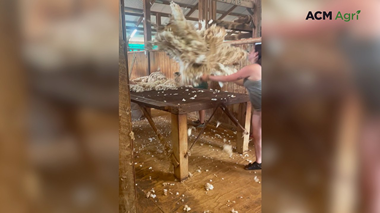 Nutts celebrate 100 years of shearing at Curnamona Station