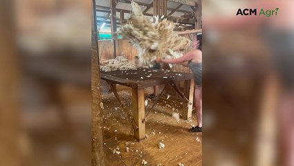 Nutts celebrate 100 years of shearing at Curnamona Station