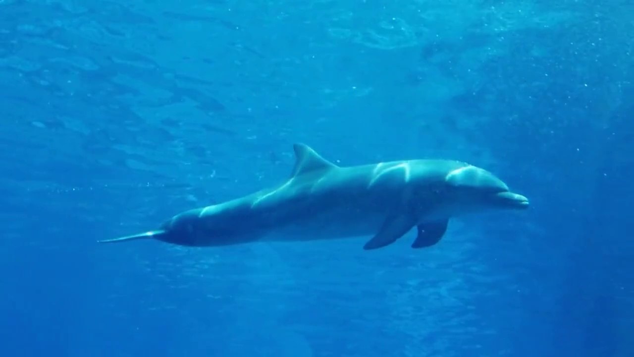 Springende Delfinchen - Sound Of Music