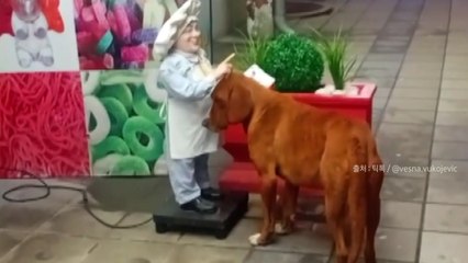 [나우쇼츠] 인형 손에 머리 들이민 유기견...입양자 나타나 / YTN