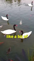 Bicentennial Park: Swans & Koi in Santiago 🦢🐟