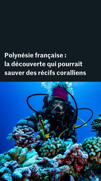 Polynésie française : la découverte qui pourrait sauver des récifs coralliens