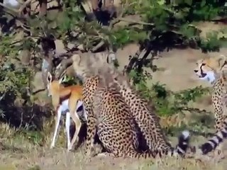 hunting leopard vs young deer (fawn)