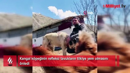 Kangal köpeğinin refleksi tavukların tilkiye yem olmasını önledi