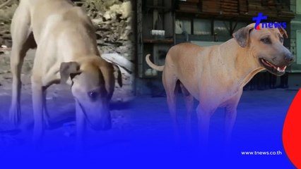 ฮีโร่ไซด์งาน "Kจร" สุนัขจรผู้ซื่อสัตย์ ช่วยค้นจนเจอ 2 ร่าง ตึกสตง.