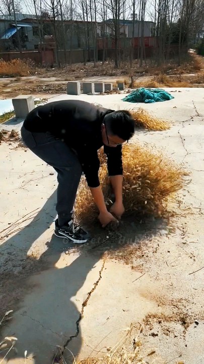 Roof Repair Glue Insect Gadget😯