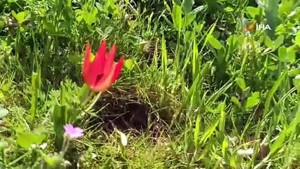 Senede bir kere açıp 10 gün yaşıyor