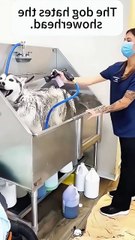 Dog vs cat so funny#video #funnypets#animals #funnyanim#give you happiness