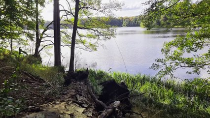 Birdsong by the Quiet Lake- Perfect Relaxation 4K